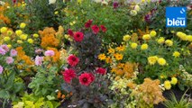 Roland Motte, jardinier : plantez des bulbes de Dahlias ce printemps