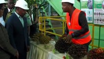 [#Reportage] Amount of Palm Oil: le Gabon absent du top 10 des pays africains producteurs d’huile de palme