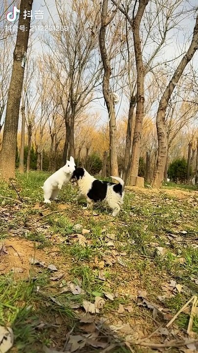 Puppy vs Rabbit