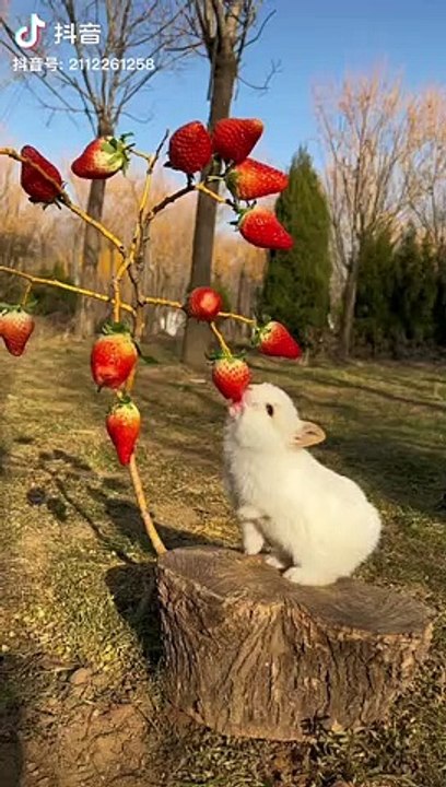 Funny animals