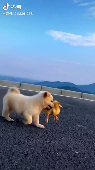 Funny Animals