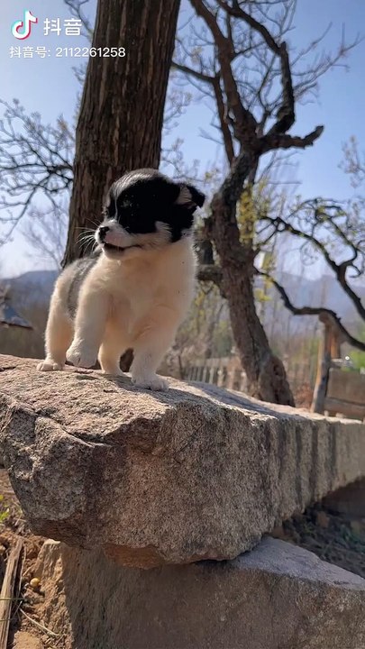 Funny Animals