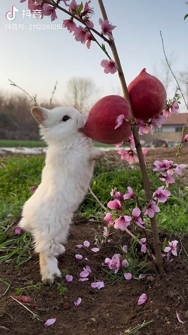 Funny Animals