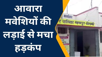 कौशाम्बी: 2 सांड की लड़ाई से कई बाइक चकनाचूर, बीच सड़क पर मचाया तहलका
