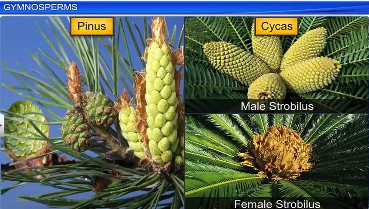 4. Gymnosperm