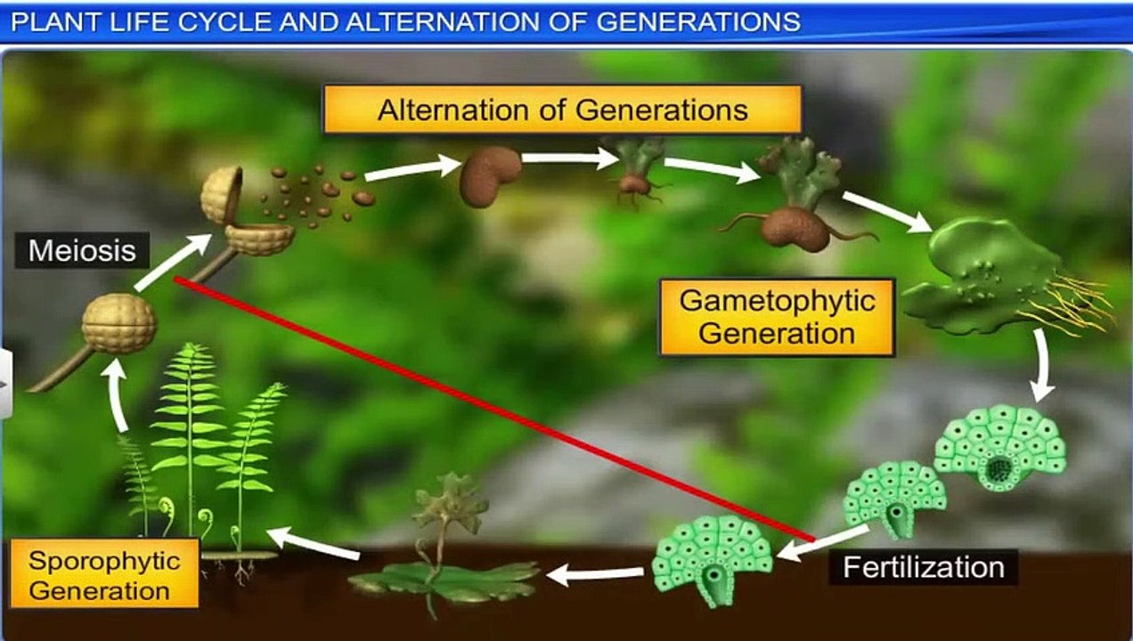 6. Plant life and alternation of generation - video Dailymotion