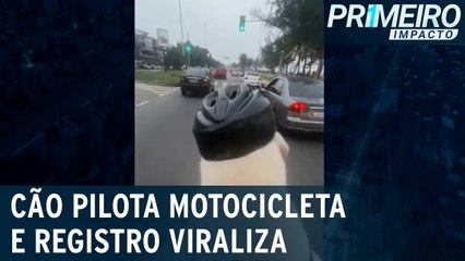 Motocão  cachorro é flagrado pilotando motocicleta por ruas do RJ