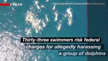 Exclusive Video of the Swimmers Who Allegedly Harass Wild Dolphins in Hawaii