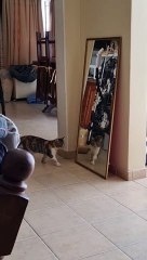 Cat Gets Startled by Its Own Reflection