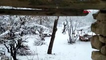 VAN'DAKİ KAR YAĞIŞI MEYVE BAHÇELERİNE ZARAR VERDİ