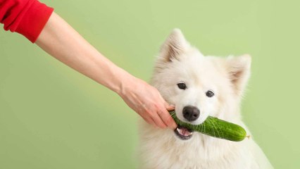 下载视频: Gesunder Snack oder pures Gift: Dürfen Hunde Gurke essen?