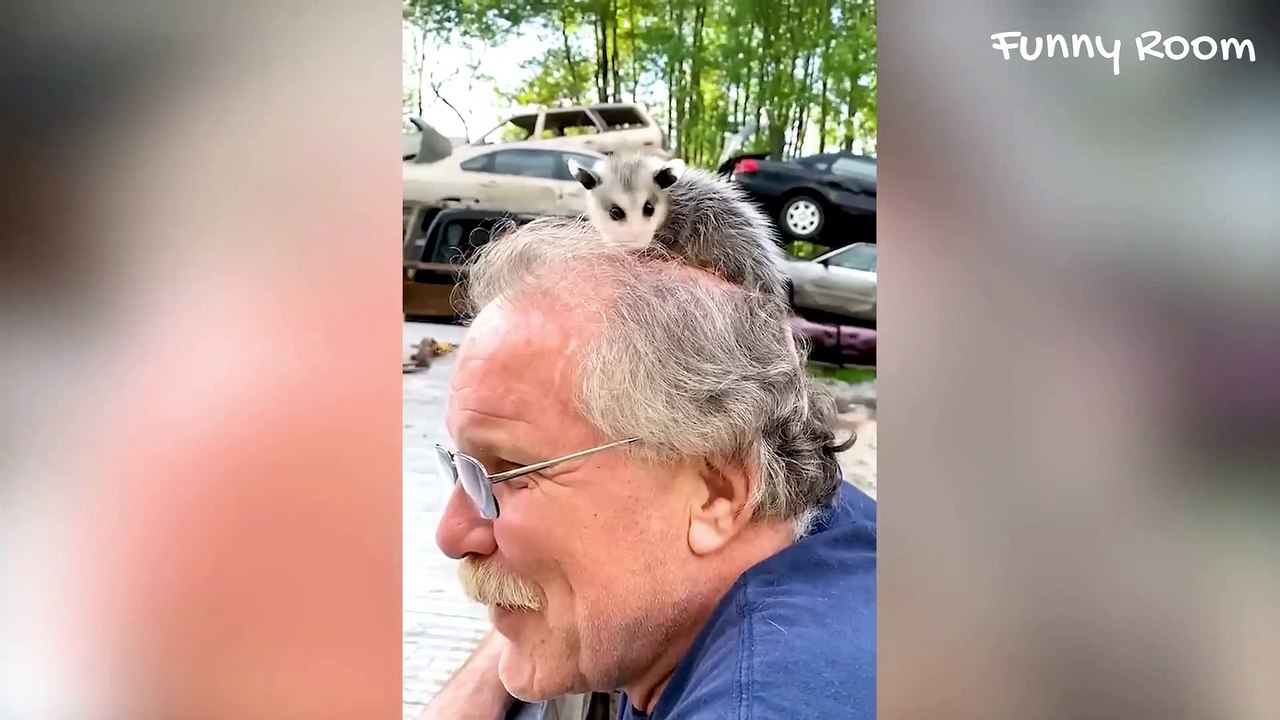 Funny Animals Make Laugh All Day Long