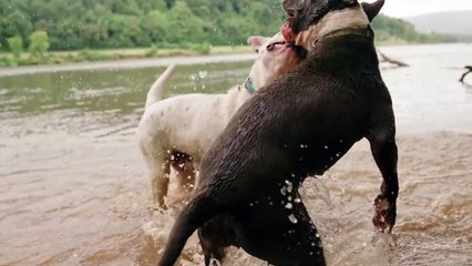 The Most Adorable & Cutest Pets that will make you Smile