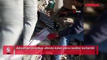 Enkaz altında kalan yavru kediler kurtarıldı