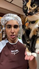 Cat Perches on Owner's Hand