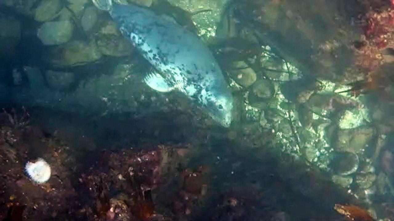Lady the seal thrives in the wild