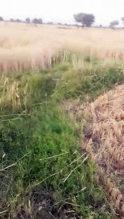 आसमान से बरसी आफत,  भीगा गेहूं, दानों के कलर और वजन में गिरावट