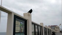 Crow takes a look-out position on Worthing Pier