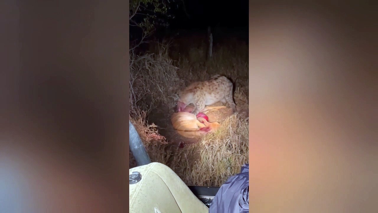 Hyena eats buck while it cries for help 