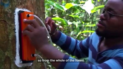 ‘First lung’: This rainforest could be the world’s most important carbon sink.
