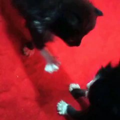 my cats enjoying