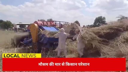 खाजूवाला : किसानों पर मौसम की मार, उत्पादन और कम भावों से किसान मायूस