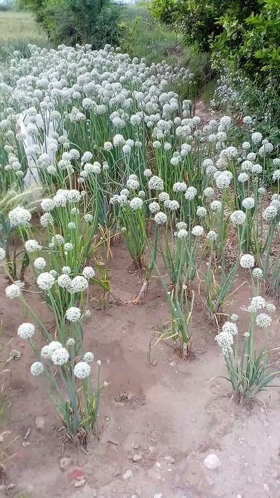 How to comes flowers on onion
