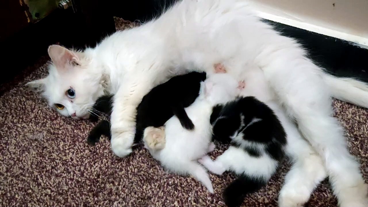 New born baby cat mom feeding kittens - video Dailymotion