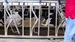 Modern Cow Dairy Farming - Cow Milking Technology Machine - Smart Dairy Farm #farm