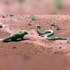 Snake | large snake | big snake