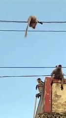 A Protective Mother Animal Defending Her Young