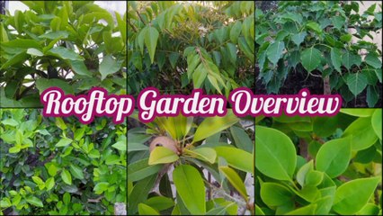 বসন্তে ছাদ বাগানের ছোট্ট ওভারভিউ ।। Rooftop Garden Overview