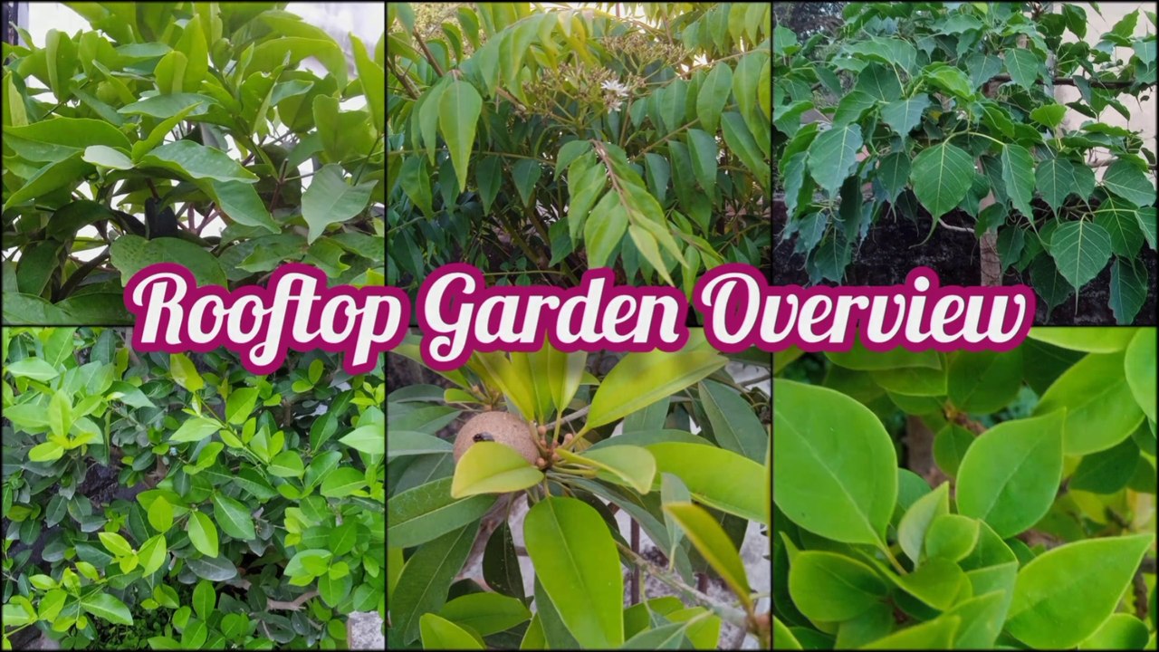 বসন্তে ছাদ বাগানের ছোট্ট ওভারভিউ ।। Rooftop Garden Overview