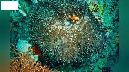 Colourfull Fish  Inside sea fish  Beautiful Fish 