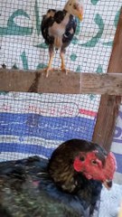 Murgi ko ando par kaise bithaye _ murgi ko ando par bithany ka sahi tarika