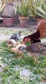 Aseel chicks growth food_ aseel chicks ko jaldi bada karne ka tarika