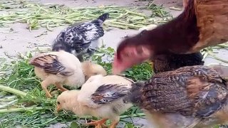 Aseel chicks growth food_ aseel chicks ko jaldi bada karne ka tarika