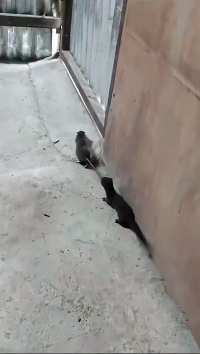 "Untouched: Wildlife in Their Natural Habitats"