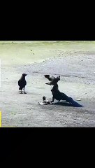 Animal Superstars: The Most Incredible Creatures on Earth