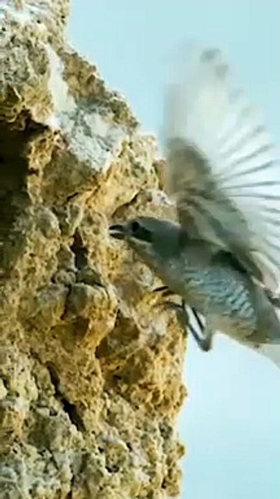 "Untamed: Amazing Animal Moments"