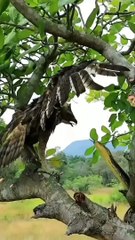 "Underwater Adventure: Discovering Marine Life"