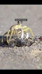 "Wild Wonders: A Journey Through the Animal Kingdom"