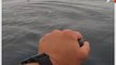 California Kayaker's Persistence Pays Off With Rainy-Day Dolphin Sighting