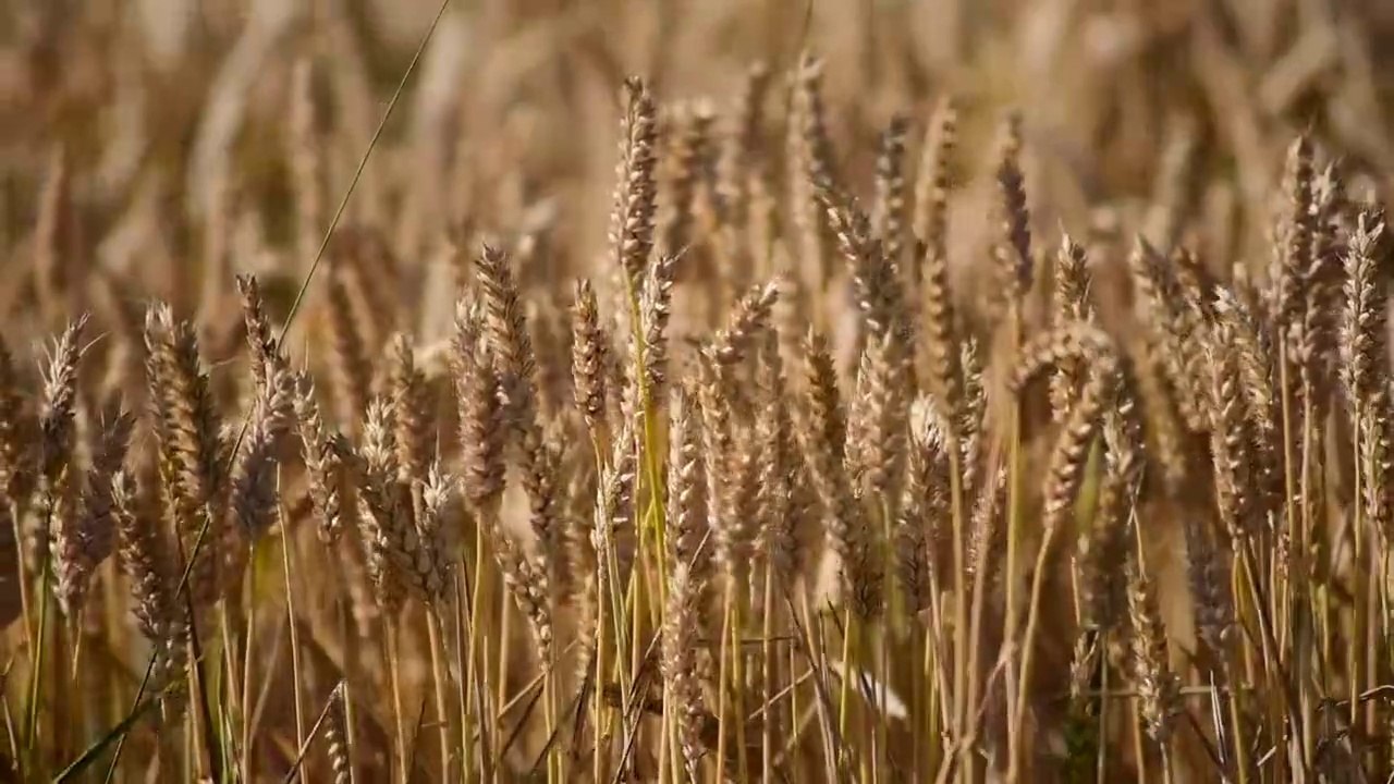 wheat