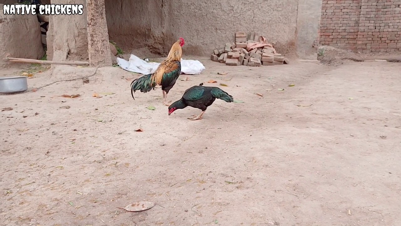 The Hen laid 10 Eggs And I Sat on 10 Eggs 8 Children Came Out