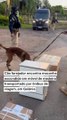 Cão farejador encontra maconha em um móvel de madeira  transportado por ônibus em Goiãnia