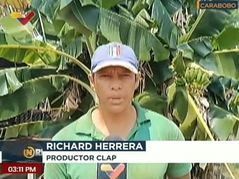 Comuna agrícola Maco Maco cuenta con más de 90 patios productivos activos en el estado Carabobo