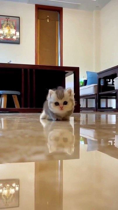 Little Fluffy Cat ❤️
