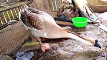 These Geese Are Guarding Their Eggs || Goose Lays Eggs