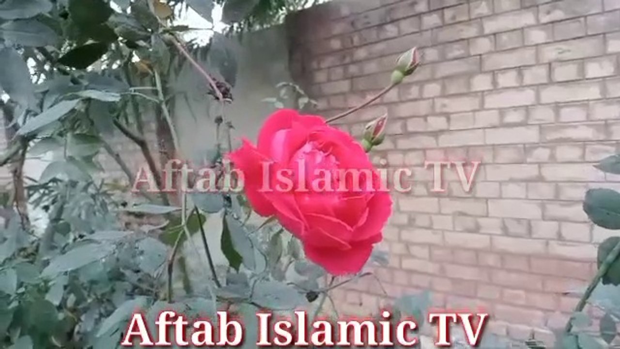 Surah Mulk full __Beautiful Tilawat of Surah Mulk __Recitation of Surah Mulk _سورۃ الملک کی تلاوت(360P)